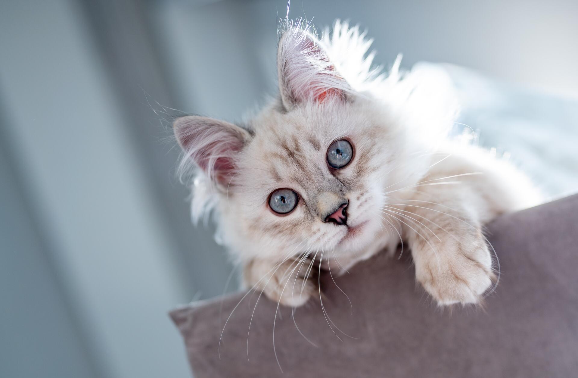 Aufmerksame Katze
