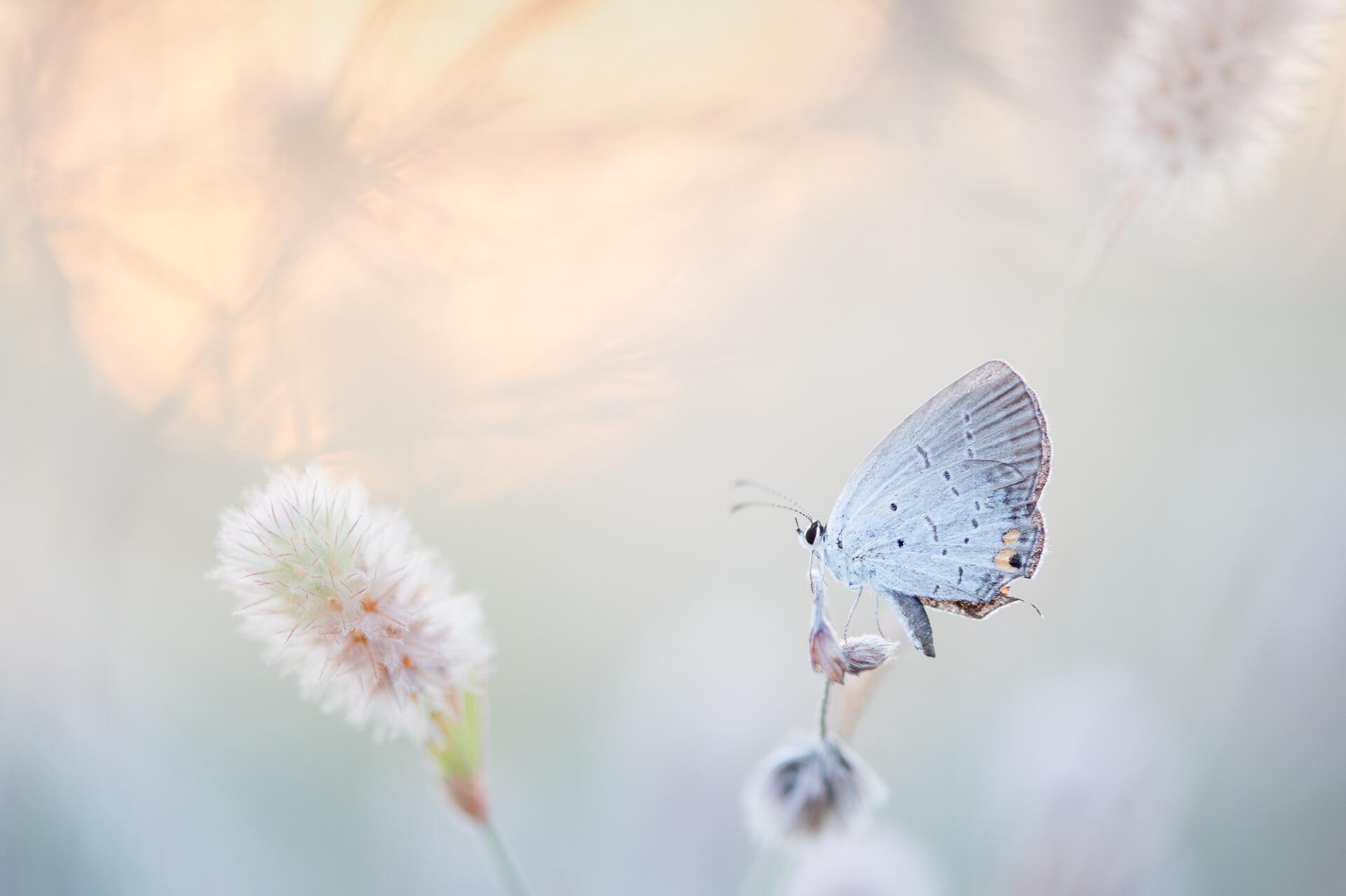 Schmetterling